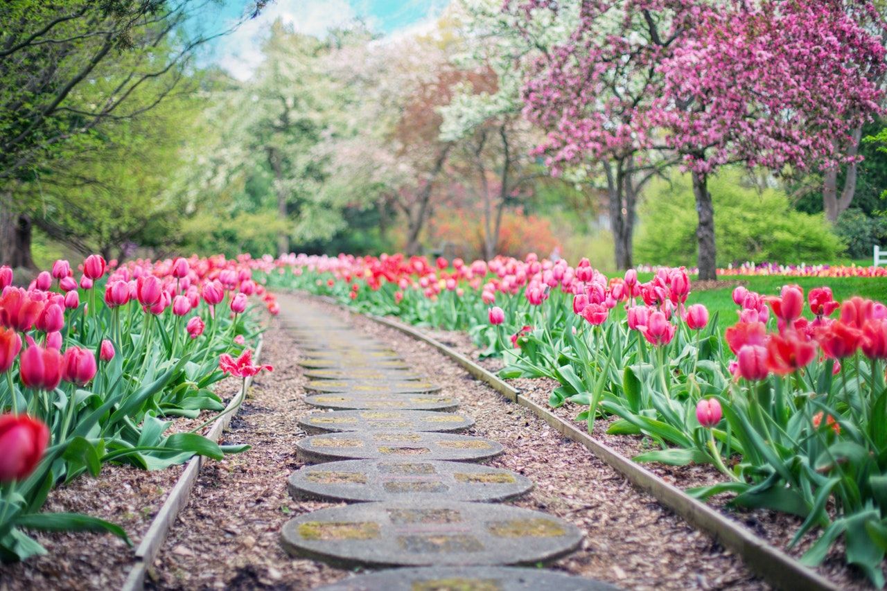 Stepping-stone path through beds of pink and red tulips under blossoming trees